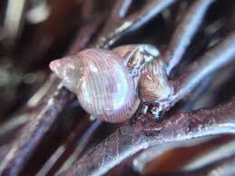 Attēlu rezultāti vaicājumam “Furcellaria lumbricalis”