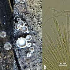 Attēlu rezultāti vaicājumam “Hyalorbilia inflatula”