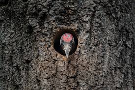 Attēlu rezultāti vaicājumam “Picus viridis nest”