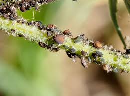 Attēlu rezultāti vaicājumam “Aphis farinosa”