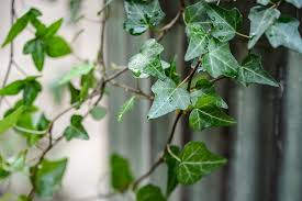 Attēlu rezultāti vaicājumam “Hedera helix  leaf”