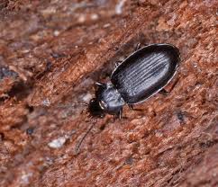 Attēlu rezultāti vaicājumam “Tachyta nana”