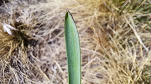 Attēlu rezultāti vaicājumam “Muscari botryoides leaf”