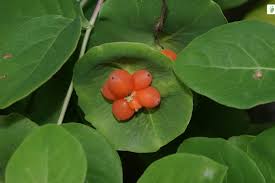 Attēlu rezultāti vaicājumam “Lonicera caprifolium fruit”