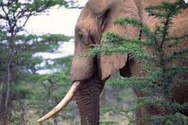 Attēlu rezultāti vaicājumam “Sacchiphantes abietis exuvia”