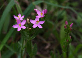 Image result for Centaurium erythraea