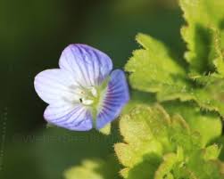 Attēlu rezultāti vaicājumam “Veronica persica flower”
