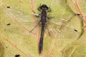 Attēlu rezultāti vaicājumam “Sympetrum danae”