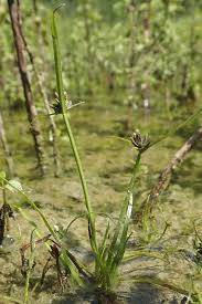 Attēlu rezultāti vaicājumam “Cyperus fuscus fruit”