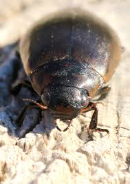 Attēlu rezultāti vaicājumam “Colymbetes paykulli”