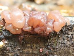 Attēlu rezultāti vaicājumam “Ascotremella faginea”