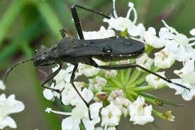 Attēlu rezultāti vaicājumam “Alydus calcaratus imago”