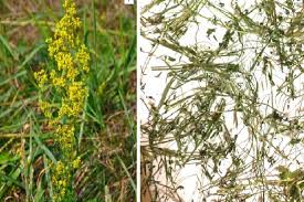 Attēlu rezultāti vaicājumam “Galium verum leaf”