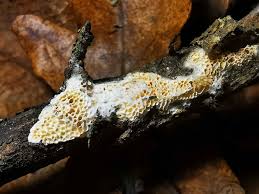 Attēlu rezultāti vaicājumam “Antrodia malicola”