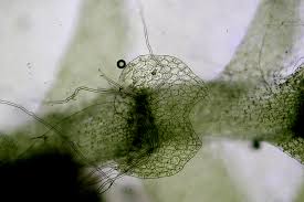 Attēlu rezultāti vaicājumam “Calypogeia neesiana”