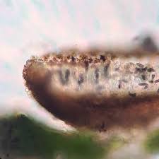 Attēlu rezultāti vaicājumam “Calicium salicinum”