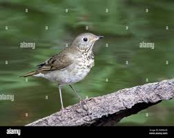 Image result for Catharus minimus