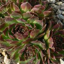 Attēlu rezultāti vaicājumam “Jovibarba globifera flower”