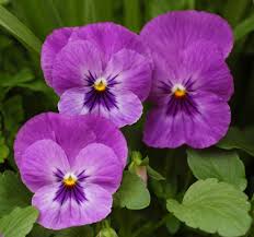 Image result for Viola wittrockiana