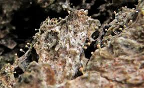 Attēlu rezultāti vaicājumam “Sclerophora pallida”