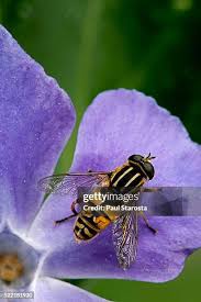 Attēlu rezultāti vaicājumam “Helophilus sp.”