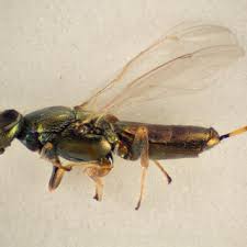 Attēlu rezultāti vaicājumam “Rabdophaga degeeri”