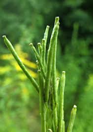 Attēlu rezultāti vaicājumam “Erysimum hieracifolium fruit”