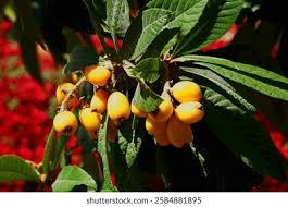 Attēlu rezultāti vaicājumam “Torilis japonica fruit”