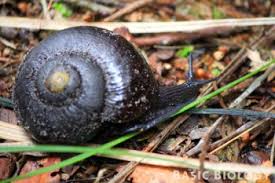 Attēlu rezultāti vaicājumam “Mollusca”