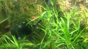 Attēlu rezultāti vaicājumam “Najas tenuissima”