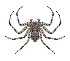 Attēlu rezultāti vaicājumam “Philodromus margaritatus”