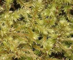 Attēlu rezultāti vaicājumam “Rhytidiadelphus triquetrus sporophyte”