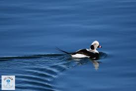 Attēlu rezultāti vaicājumam “Clangula hyemalis male”