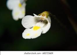 Attēlu rezultāti vaicājumam “Pinguicula alpina flower”