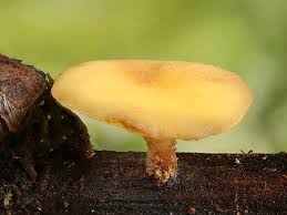 Attēlu rezultāti vaicājumam “Hymenoscyphus sp.”