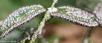 Attēlu rezultāti vaicājumam “Diachea leucopodia”