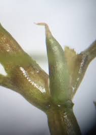 Attēlu rezultāti vaicājumam “Najas minor”