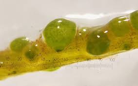 Attēlu rezultāti vaicājumam “Chaetophora pisiformis”