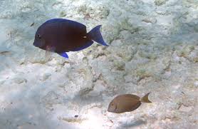 Image result for Acanthurus coeruleus