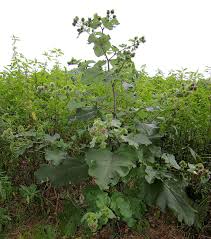 Attēlu rezultāti vaicājumam “Arctium lappa fruit”