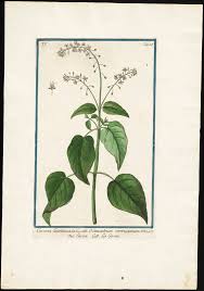 Attēlu rezultāti vaicājumam “Circaea lutetiana”