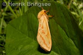 Attēlu rezultāti vaicājumam “Hepialus humuli male”