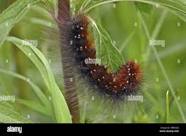 Attēlu rezultāti vaicājumam “Arctia caja larva”