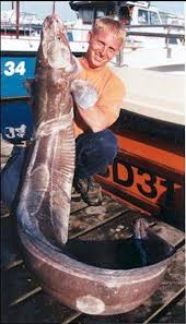 Image result for British Conger Club