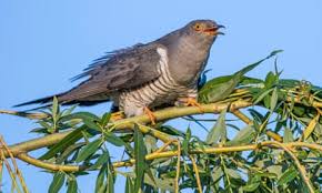 Attēlu rezultāti vaicājumam “Cuculus canorus”