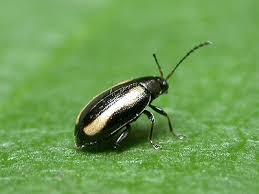 Attēlu rezultāti vaicājumam “Phyllotreta sp.”