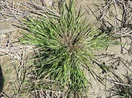 Attēlu rezultāti vaicājumam “Stemonitopsis aequalis (var. aequalis)”