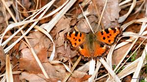 Attēlu rezultāti vaicājumam “Nymphalis polychloros”