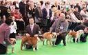 CRUFTS 2012: Pete Wedderburn's roundup - Telegraph