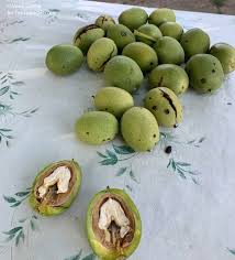 Attēlu rezultāti vaicājumam “Juglans regia fruit”